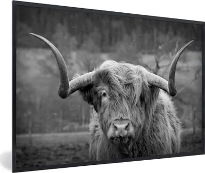 Produktbild von MuchoWow® Gerahmtes Poster Schottischer Highlander - Kuhkopf - Landschaft - Natur - Kuh 90x60 cm - Poster mit Schwarzem Bilderrahmen Wandposter Rahmen Foto Bilder - Fotorahmen - Foto-Plakat