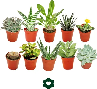Obrázok produktu pre 10 rôznych sukulentov v 5,5 cm kvetináci v sade