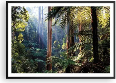 Produktbild von Gerahmtes Poster - Schwarzer Rahmen - Morgendämmerung Bäume Wald - 100x70 cm - Wand Bild - Wanddeko - Wandbilder - Kunstposter - Wandposter - Bilderrahmen - Bilder - Kunstdruck - P2BAA100x70-4403