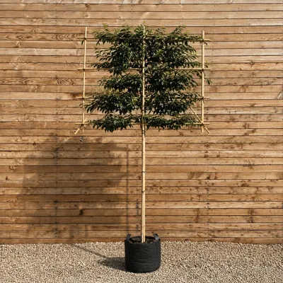 Produktbild von Portugiesischer Lorbeerkirsche Spalier 120 cm, Stammhöhe 180 cm, Stammumfang 10-12 cm - Prunus lusitanica Spalier, immergrün
