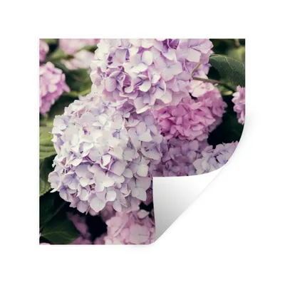 Obrázok produktu pre MuchoWow® Nálepka na stenu - Ružová hortenzia - 80x80cm - Samolepiaca a polohovateľná