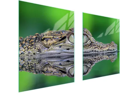 Image de Plaque de protection en verre pour cuisinière 85 x 52 cm, motif crocodile