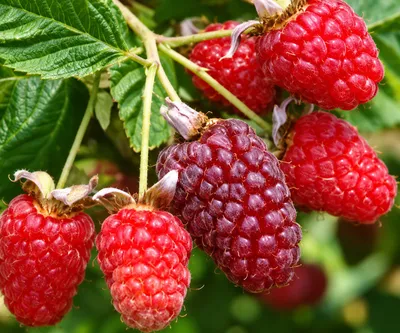 Zdjęcie produktu dla Rubus 'Loganberry Thornless' - Bezkolczasta loganberry | 25 cm w doniczce