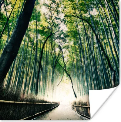 Produktbild von MuchoWow® Poster Bambuswald in Arashiyama, Japan 75x75 cm - Wand Dekoration
