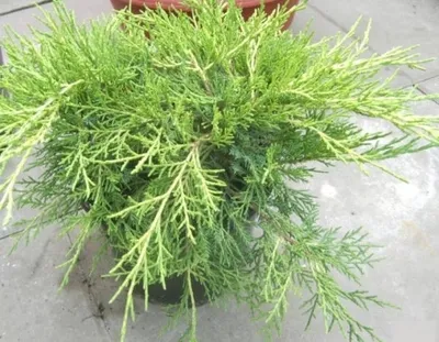 Produktbild von Juniperus media Old Gold - Goldwacholder Old Gold - 25-30