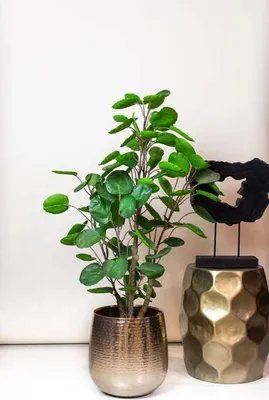 Image de Plante artificielle Polyscias Ø105cm - plante verte artificielle pour le salon