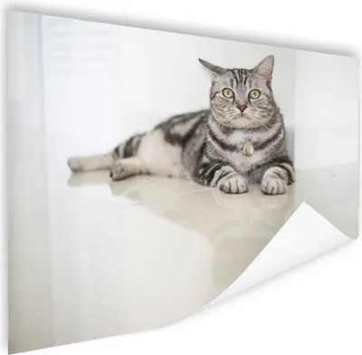 Produktbild von MuchoWow® Poster Katze - Grau - Tier - Mädchen - Kinder - Jungen - Kind 120x90 cm - Wandbild