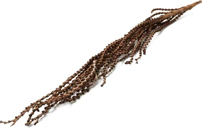 Produktbild von Galho buriti in Natur, Größe ab 150cm | Mauritia flexuosa | Deko-Zweig