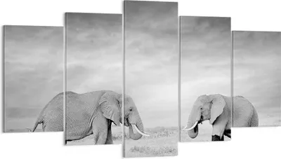 Produktbild von Bild auf Leinwand - Leinwandbild - 5 Teile - Elefanten Schwarzweiß Safari - 160x85cm - Wand Bild - Wanddeko - Wandbilder - Leinwanddruck - Bilder - Wanddekoration - Leinwand bilder - EA160x85-4186