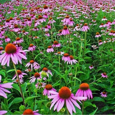 Obrázok produktu pre 6 x Trsťovec - Echinacea purpurea | kvetináč 9cm x 9cm