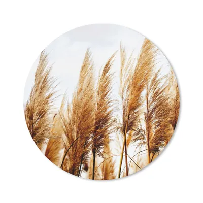 Produktbild von MuchoWow® Mauspad Mousepad Pampasgras - Sonne - Gras 40x40 cm - Mousepads - Maus Mat - Pad - Mausunterlage - Schreibtisch Accessoires