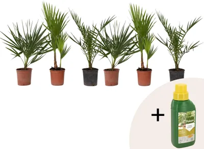 Produktbild von Gartenpalmen - 6 Stk - Phoenix,Chamaerops,Washingtonia - Höhe 50-70cm - ⌀15cm
