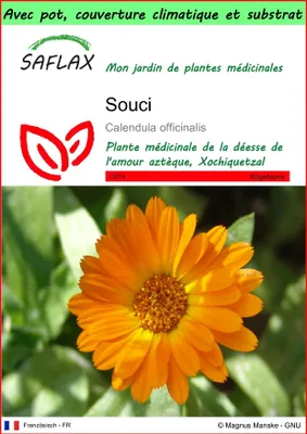 Image de SAFLAX Garden to go - Souci - 50 graines - Calendula