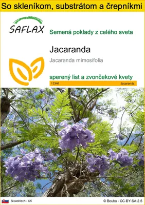 Obrázok produktu pre SAFLAX Kultivačný set - jacaranda - Jacaranda mimosifolia - 50 Semená - S mini skleníkom, pestovateľským substrátom a 2 črepníkmi