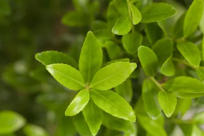 Produktbild von Ilex maximowicziana var. kanehirae, immergrün, 50–60 cm