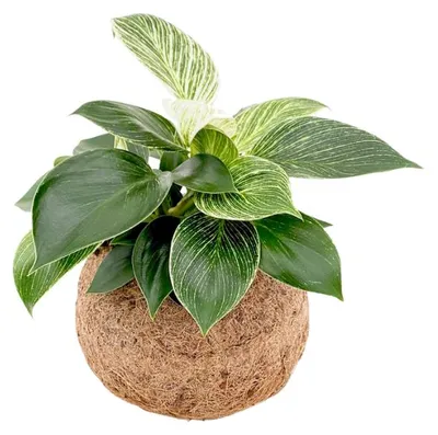 Obrázok produktu pre Kokodama Philodendron White Measure (S)