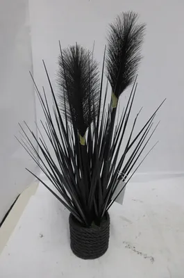 Produktbild von Gilde Pampasgras im Topf H. 40 cm 57339