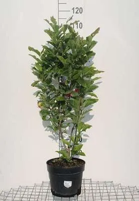 Obrázok produktu pre Magnólia 'Susan' - Tulpen Magnólia 60- 80 cm - Kontajner