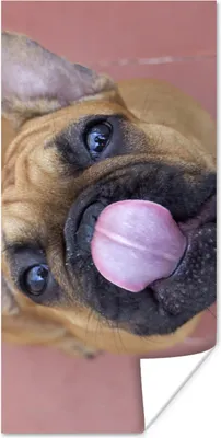 Produktbild von MuchoWow® Poster Ein Welpe einer Französischen Bulldogge 20x40 cm - Plakat - Foto