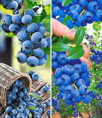 A split image showing blueberries in a basket and on a bush.