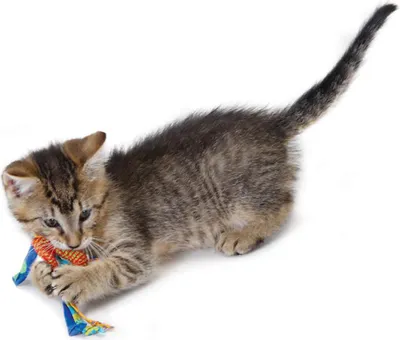 Immagine prodotto di Petstages malattie pediatriche per l'igiene dentale gatto [PS326]