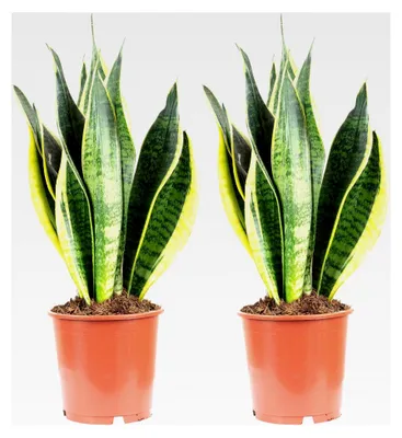 Produktbild von 2x Bogenhanf, pflegeleichte Zimmerpflanze, Sansevieria trifasciata Laurentii - Höhe ca. 45 cm, Topf-Ø 14 cm