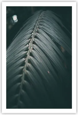 Produktbild von Poster - Poster ohne Rahmen - Blatt Palme exotisch - 61x91,5 cm - Wand Bild - Wanddeko - Wandbilder - Kunstposter - Wandposter - Bilder - Kunstdruck - Wanddekoration - Wandbild - P2XPA61x91-4907