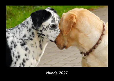 Produktbild von Hunde 2027 Fotokalender DIN A3