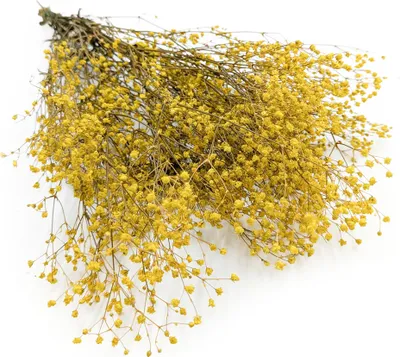 Produktbild von Stabilisierte Schleierkraut - (gypsophila) - Pastellgelb