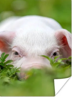 Produktbild von MuchoWow® Poster Schwein - Tiere - Groß 120x160 cm - Wandbilder