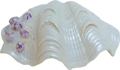 Image de Nobby Aqua Ornaments "MUSCHEL" 14.5 x 10.7 x 5.3 cm
