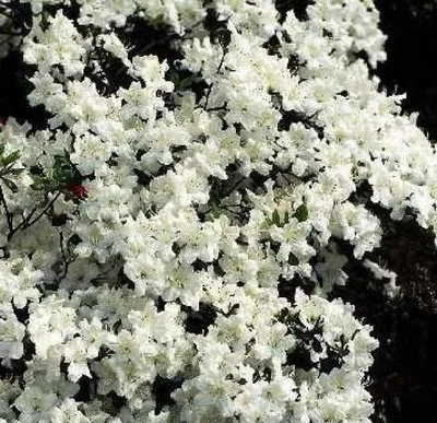 Produktbild von Japanische Azalee Schneewittchen - Rhododendron obtusum Schneewittchen - 30-40cm