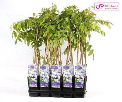 Produktbild von Wisteria floribunda 'Naga Noda' - Fialový déšť - Popínavá rostlina o Ø15cm a výšce 65c