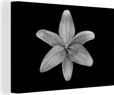 Produktbild von OneMillionCanvasses® - Leinwandbilder - 140x90 cm, Eine Lilienblüte auf schwarzem Hintergrund - schwarz und weiß, Wandbilder Kunstdruck Wanddekoration