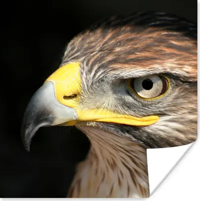 Produktbild von MuchoWow® Poster Bussard - Vogel - Schwarz 75x75 cm - Wand Dekoration