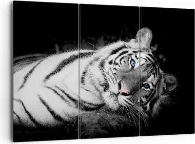Produktbild von Bild auf Leinwand - Leinwandbild - 3 Teile - Weiß Tiger Schwarz und Weiß - 165x110cm - Wand Bild - Wanddeko - Wandbilder - Leinwanddruck - Bilder - Wanddekoration - Leinwand bilder - CE165x110-4247