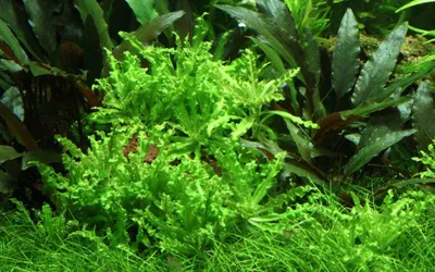 Produktbild von Aquarium Pflanze 10 Stück Pogostemon helferi Wasserpflanze AquaOne Nr.053H Set