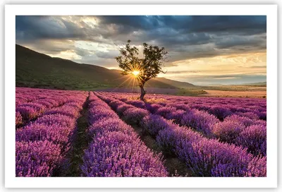 Produktbild von Poster - Poster ohne Rahmen - Lavendel Berge Feld - 91,5x61 cm - Wand Bild - Wanddeko - Wandbilder - Kunstposter - Wandposter - Bilder - Kunstdruck - Wanddekoration - Wandbild - P2XAA91x61-3645