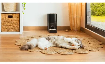 Zdjęcie produktu dla Cecotec Pumba 6000 Purrfect Meal Smart, Automatyczne karmidło dla zwierząt, Plastik, Czarny, Wewnętrzna, Uniwersalne, 6 l