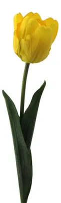 Produktbild von Kunstblume, Seidenblume TULPEN/Tulpe 1 Stück 43cm GELB