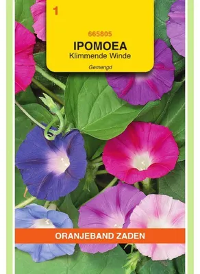 Imagen del producto de Semillas de Ipomoea purpurea (mezcla de colores naranja) - 1 paquete