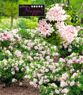 Produktbild von BALDUR Garten Rhododendron 'Nugget by Bloombux®',1 Pflanze, unempfindlich gegen Krankheiten, ideal für Kübelbepflanzung, immergrün & winterhart, pflegeleichtes Gehölz für Garten & Terrasse