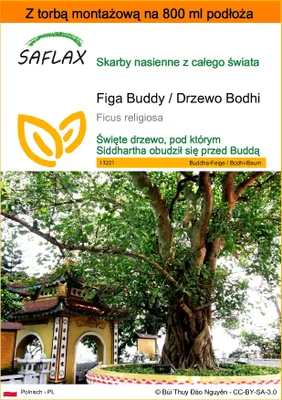 Zdjęcie produktu dla SAFLAX - Garden in the bag - Figa Buddy / Drzewo Bodhi - 100 Nasiona - Z podłożem uprawowym w praktycznej, samorozkładającej się torbie - Ficus religiosa