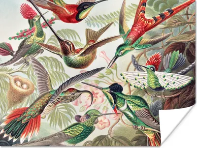 Produktbild von MuchoWow® Poster Kolibri - Vintage - Ernst Haeckel - Vogel - Kunst - Natur 40x30 cm - Plakate für die Wände - Poster Wohnzimmer