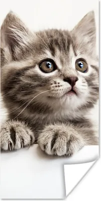 Produktbild von MuchoWow® Poster Katze - Grau - Tiere 60x120 cm - Wandschmuck