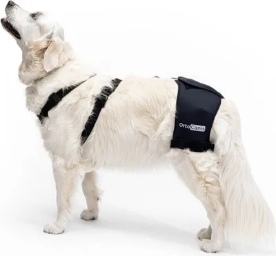 Produktbild von Hüftstütze für Hunde Brustumfang 70 - 96 cm (Größe L)