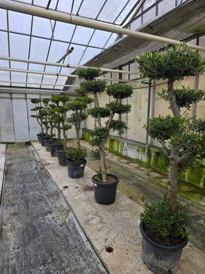 Produktbild von Olivenbaum Formschnitt Olea europea Pon Pon winterhart Formgehölz