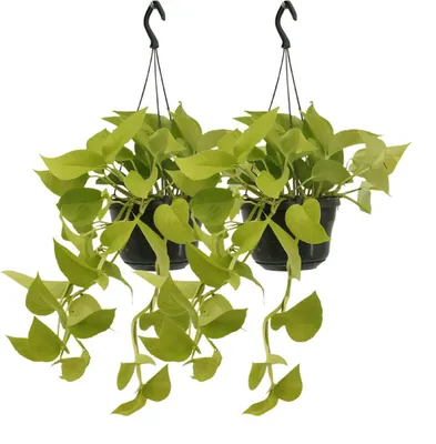 Immagine prodotto di Epipremnum Golden Pothos - Scindapsus | 2 pezzi - 25cm - Ø15cm - Pianta d'appartamento - Sempreverde - Multideal