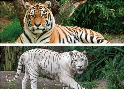 Produktbild von 1x 3D Lesezeichen Tiger 15x5cm Tiere Wackelbild Wackelkarte Buchzeichen Bookmark Bücher Buch Raubkatze