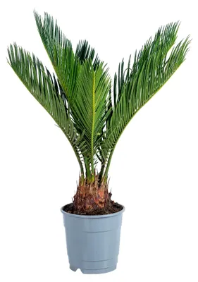 Produktbild von Palmfarn 6+ Wedel - pflegeleichte Zimmerpflanze, Cycas revoluta - Höhe ca. 25 cm, Topf-Ø 12 cm